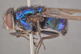 Image of Lucilia rognesi