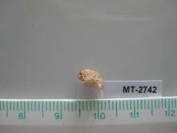 Image of big-eye amphipod
