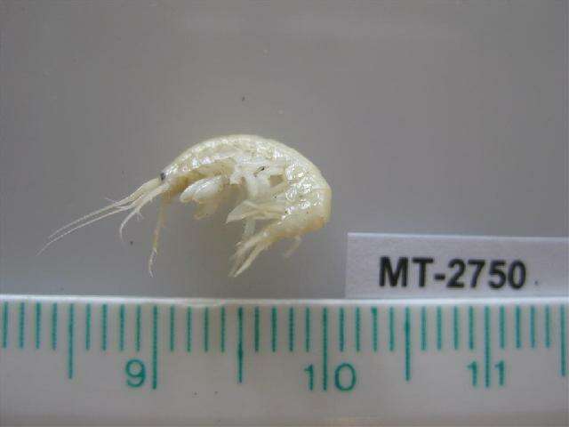 Image of Gammarus salinus