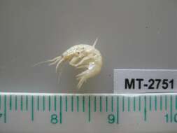 Image of Gammarus salinus