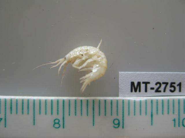 Image of Gammarus salinus