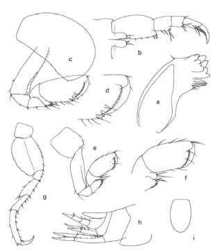 Image of Stenothoe monoculoides (Montagu 1813)