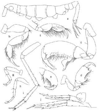 Image of Dulichia falcata (Spence Bate 1857)