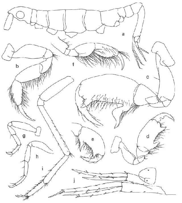 Dulichia falcata (Spence Bate 1857) resmi