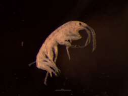 Image of Megamphopus cornutus Norman 1869