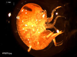 Image of big-eye amphipod