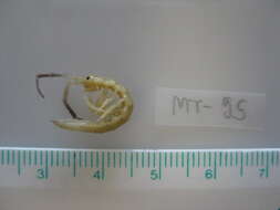 Image of rod-shaped marine isopod