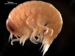 Image of big-eye amphipod