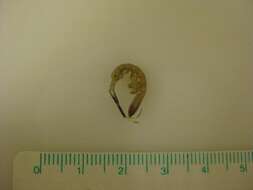 Image of rod-shaped marine isopod