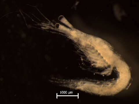 Image of Mesopodopsis Czerniavsky 1882
