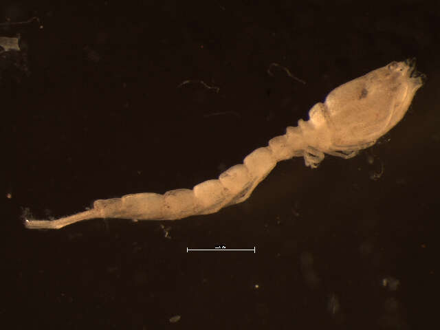 Image of Bodotria scorpioides (Montagu 1804)