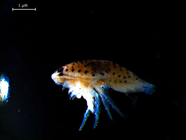 Image of speckled sea-louse