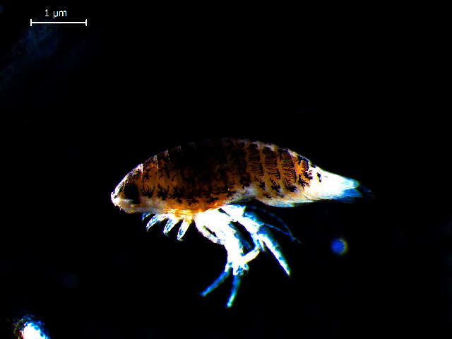 Image of speckled sea-louse