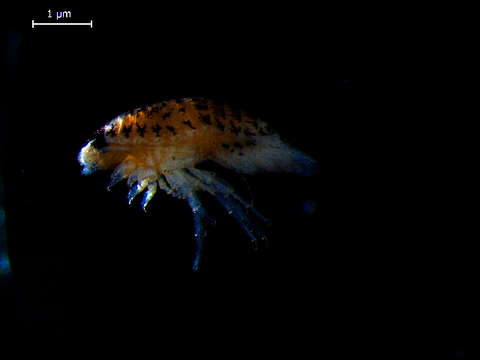 Image of speckled sea-louse