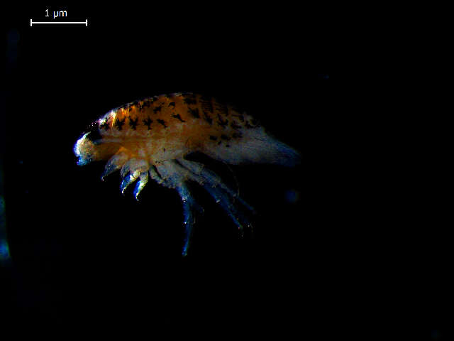 Image of speckled sea-louse