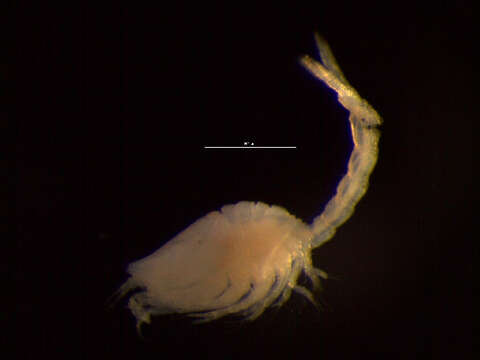 Image of Pseudocumatidae