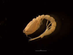 Image of Bodotria scorpioides (Montagu 1804)