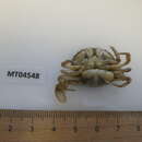 Image of Sacculina carcini Thompson 1836