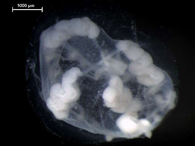 Слика од Leptothecata Cornelius 1992