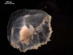 Image of Leptothecata Cornelius 1992