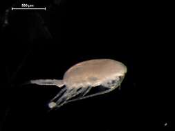 صورة Pseudocalanus elongatus (Brady 1865)