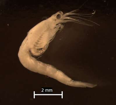 Sivun Neomysis americana (S. I. Smith 1873) kuva