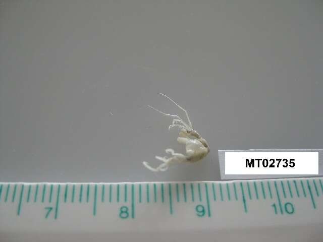 Image of skeleton shrimps