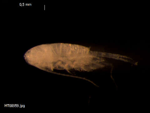 Image of Copepod