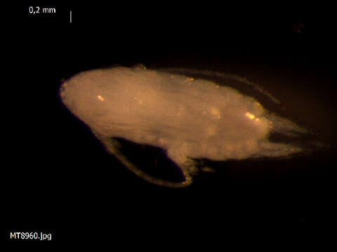 Image of Copepod