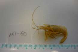 Image of Rockpool shrimp