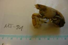 Image of Callianassoidea
