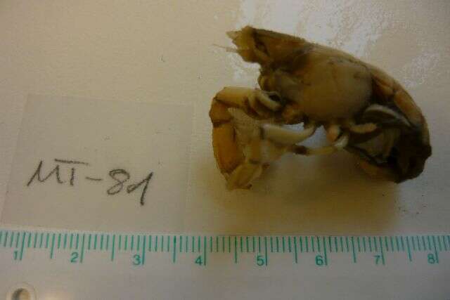 Image of Callianassoidea