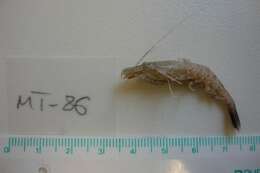 Image of Common shrimp