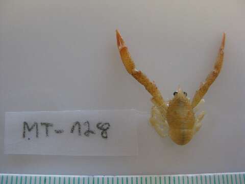 Image of Galathea intermedia