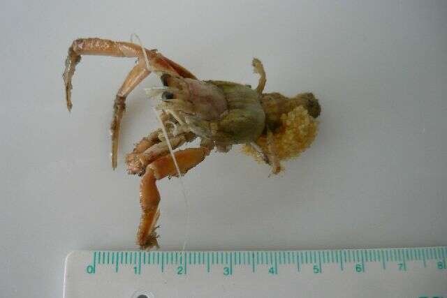 Image of Prideaux's hermit crab