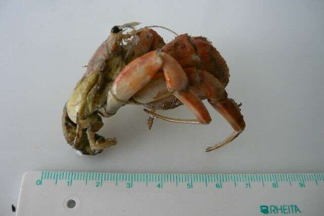 Image of Prideaux's hermit crab