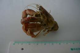 Image of Prideaux's hermit crab