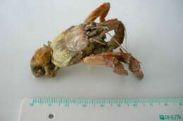 Image of Prideaux's hermit crab