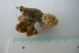 Image of Prideaux's hermit crab