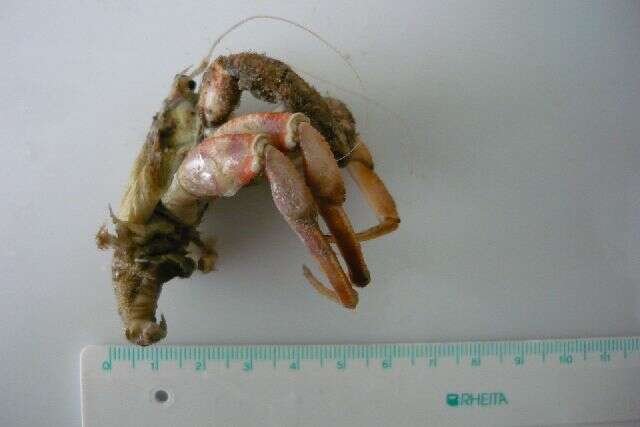 Image of Prideaux's hermit crab