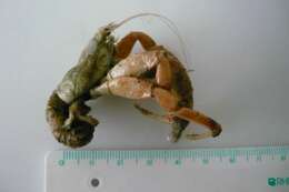 Image of Prideaux's hermit crab