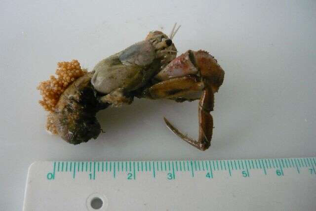 Image of Prideaux's hermit crab