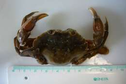 Image of common swimming crab