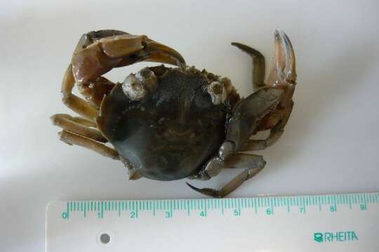 Image of common swimming crab