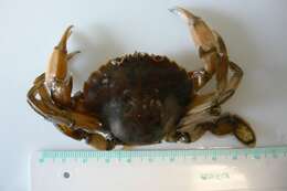 Image of common swimming crab