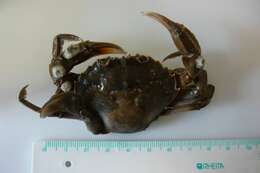 Image of common swimming crab