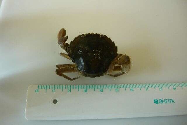 Image of common swimming crab