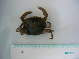 Image of common swimming crab