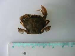 Image of common swimming crab