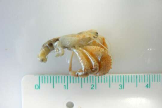 Image of Common hermit crab